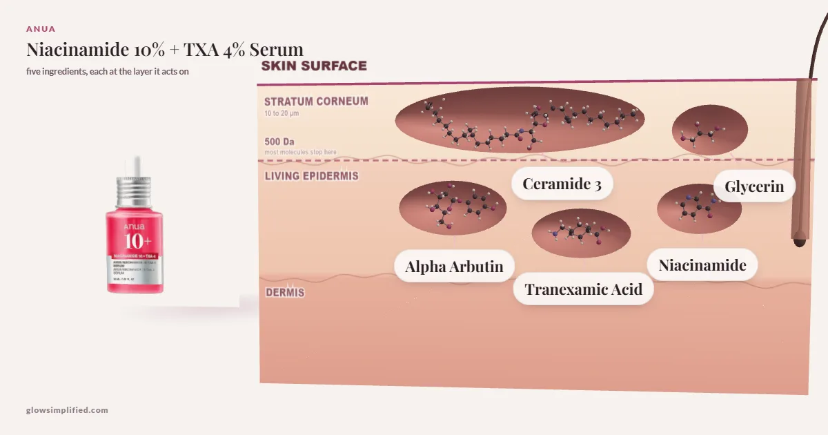 Anua Niacinamide 10% + TXA 4% Serum: Ceramide 3, Glycerin, Alpha Arbutin, Niacinamide, Tranexamic Acid drawn in a cross-section of skin, each at the layer it acts on