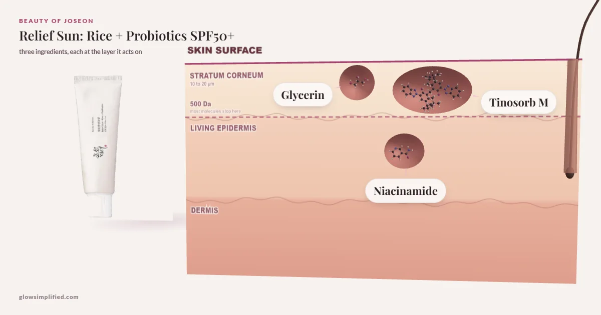 Beauty of Joseon Relief Sun: Rice + Probiotics SPF50+: Glycerin, Tinosorb M, Niacinamide drawn in a cross-section of skin, each at the layer it acts on