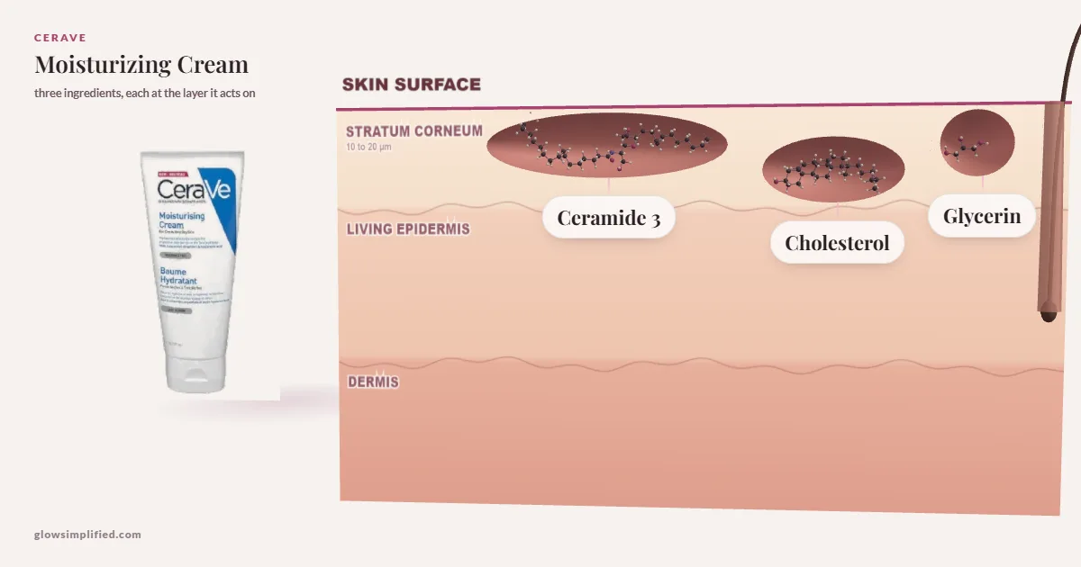 CeraVe Moisturizing Cream: Ceramide 3, Cholesterol, Glycerin drawn in a cross-section of skin, each at the layer it acts on