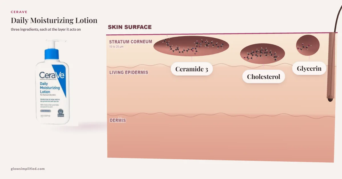 CeraVe Daily Moisturizing Lotion: Ceramide 3, Cholesterol, Glycerin drawn in a cross-section of skin, each at the layer it acts on