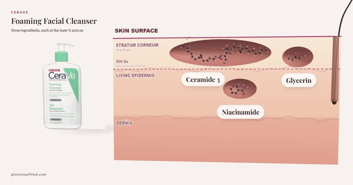 CeraVe Foaming Facial Cleanser: Ceramide 3, Glycerin, Niacinamide drawn in a cross-section of skin, each at the layer it acts on