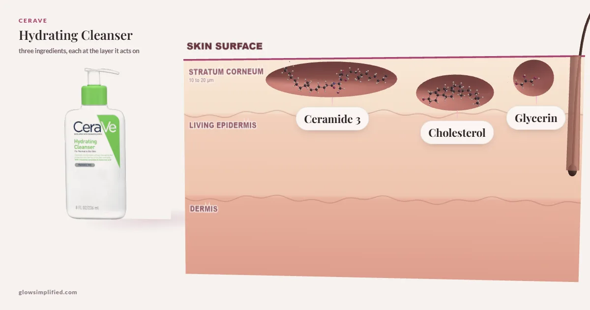 CeraVe Hydrating Cleanser: Ceramide 3, Cholesterol, Glycerin drawn in a cross-section of skin, each at the layer it acts on