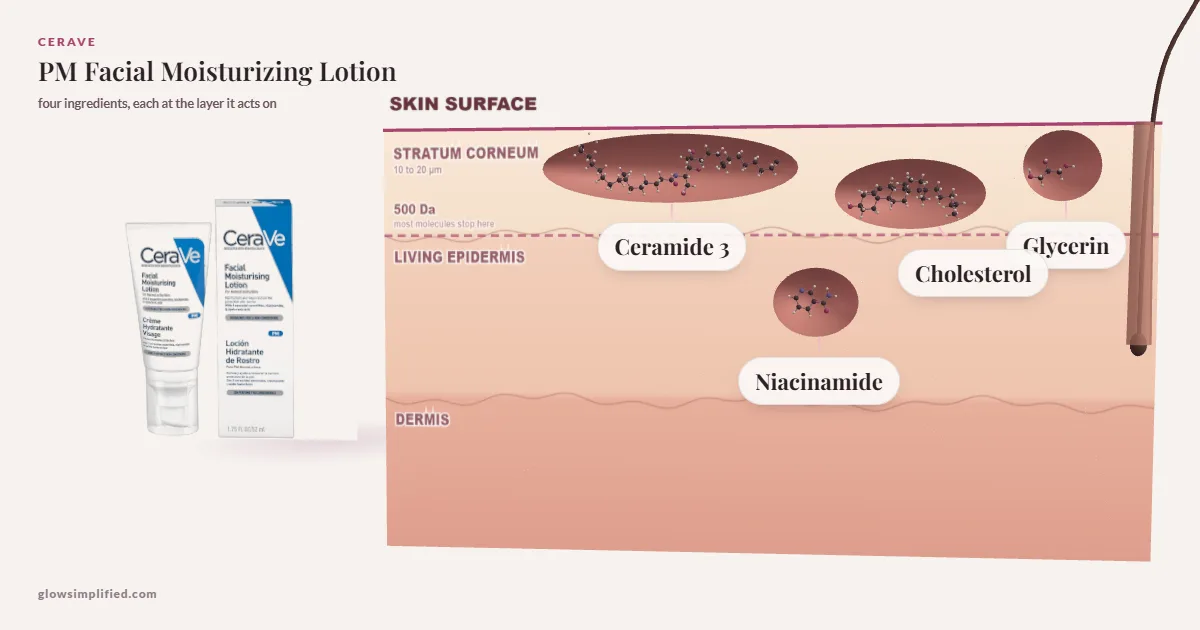 CeraVe PM Facial Moisturizing Lotion: Ceramide 3, Cholesterol, Glycerin, Niacinamide drawn in a cross-section of skin, each at the layer it acts on