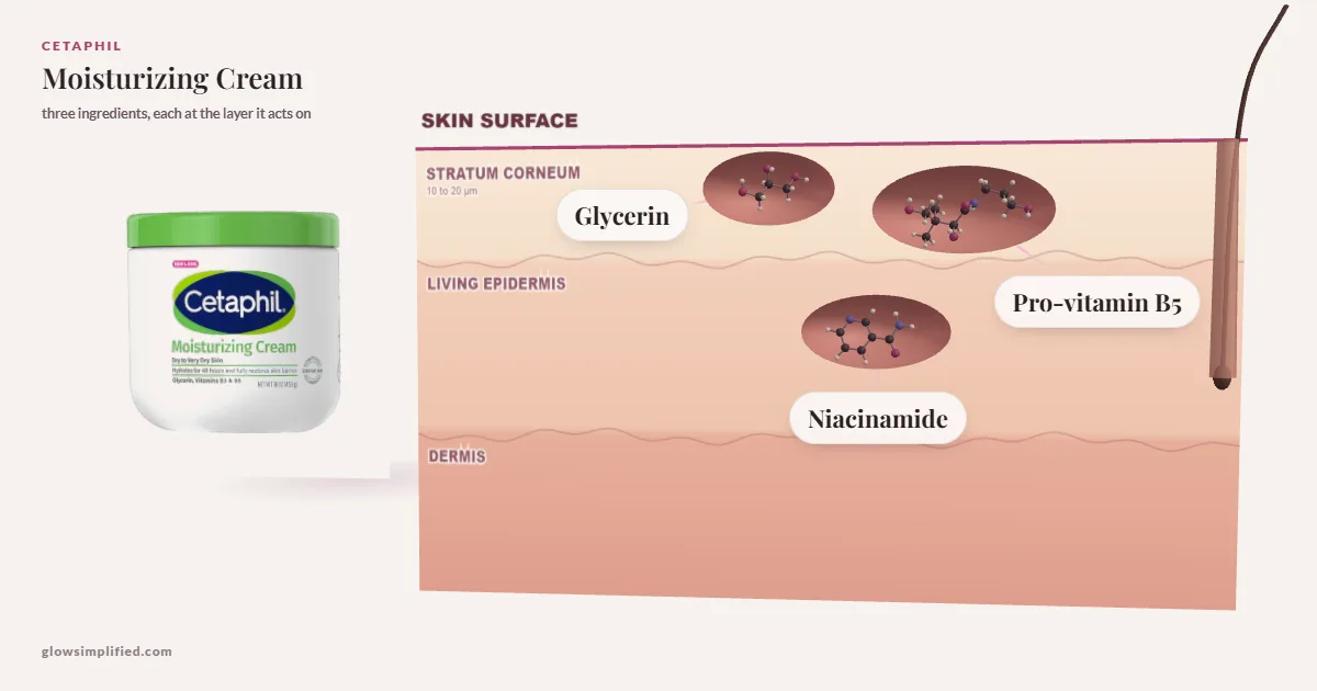 Cetaphil Moisturizing Cream: Glycerin, Pro-vitamin B5, Niacinamide drawn in a cross-section of skin, each at the layer it acts on