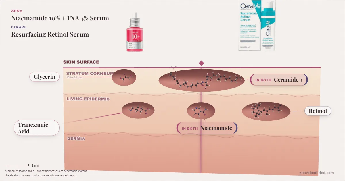 Anua Niacinamide 10% + TXA 4% Serum and CeraVe Resurfacing Retinol Serum: their molecules drawn in one cross-section of skin, shared ingredients on the seam