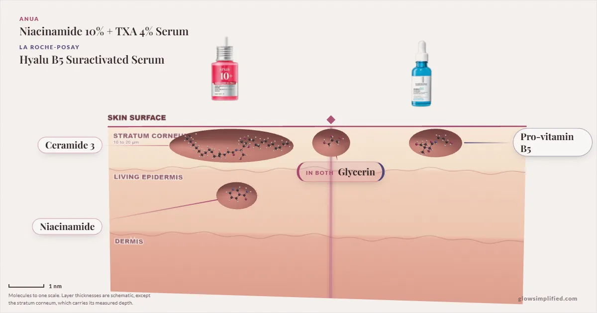 Anua Niacinamide 10% + TXA 4% Serum and La Roche-Posay Hyalu B5 Suractivated Serum: their molecules drawn in one cross-section of skin, shared ingredients on the seam