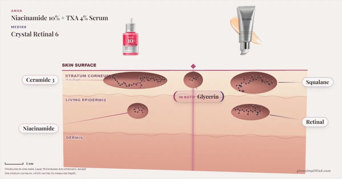 Anua Niacinamide 10% + TXA 4% Serum and Medik8 Crystal Retinal 6: their molecules drawn in one cross-section of skin, shared ingredients on the seam