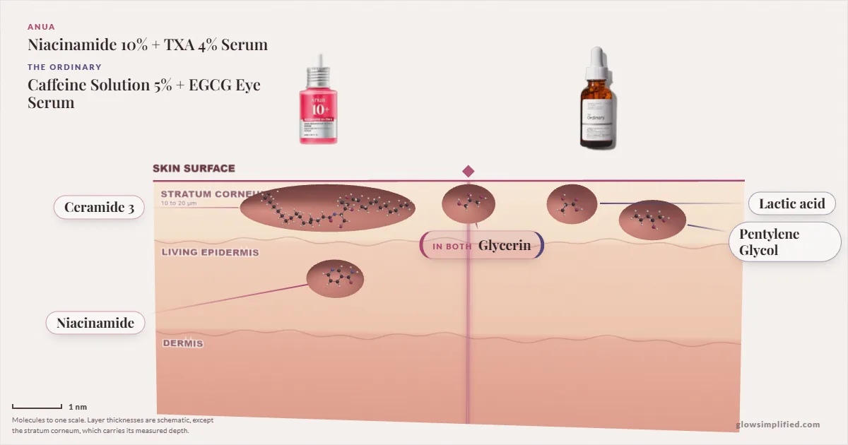 Anua Niacinamide 10% + TXA 4% Serum and The Ordinary Caffeine Solution 5% + EGCG Eye Serum: their molecules drawn in one cross-section of skin, shared ingredients on the seam