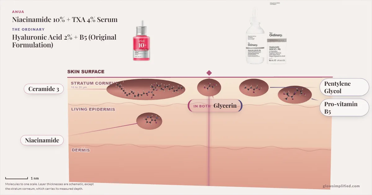 Anua Niacinamide 10% + TXA 4% Serum and The Ordinary Hyaluronic Acid 2% + B5 (Original Formulation): their molecules drawn in one cross-section of skin, shared ingredients on the seam