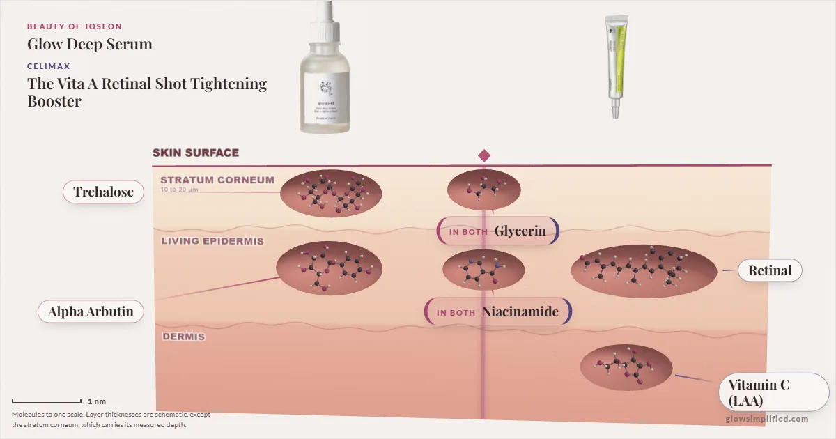 Beauty of Joseon Glow Deep Serum and Celimax The Vita A Retinal Shot Tightening Booster: their molecules drawn in one cross-section of skin, shared ingredients on the seam