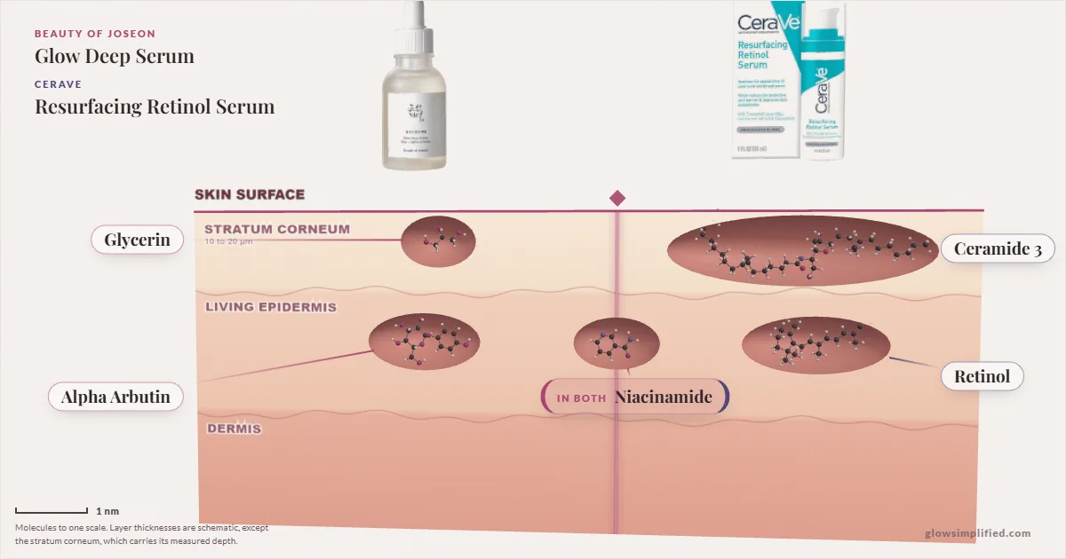Beauty of Joseon Glow Deep Serum and CeraVe Resurfacing Retinol Serum: their molecules drawn in one cross-section of skin, shared ingredients on the seam
