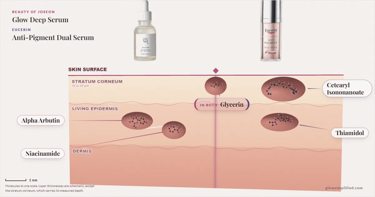 Beauty of Joseon Glow Deep Serum and Eucerin Anti-Pigment Dual Serum: their molecules drawn in one cross-section of skin, shared ingredients on the seam