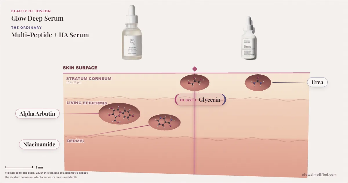 Beauty of Joseon Glow Deep Serum and The Ordinary Multi-Peptide + HA Serum: their molecules drawn in one cross-section of skin, shared ingredients on the seam