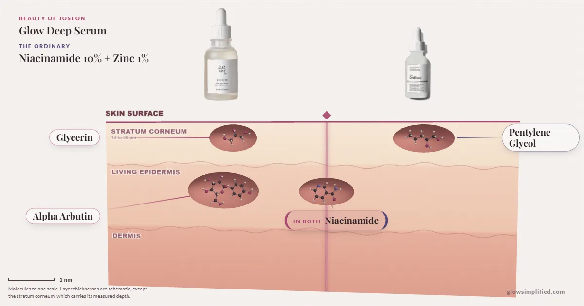 Beauty of Joseon Glow Deep Serum and The Ordinary Niacinamide 10% + Zinc 1%: their molecules drawn in one cross-section of skin, shared ingredients on the seam