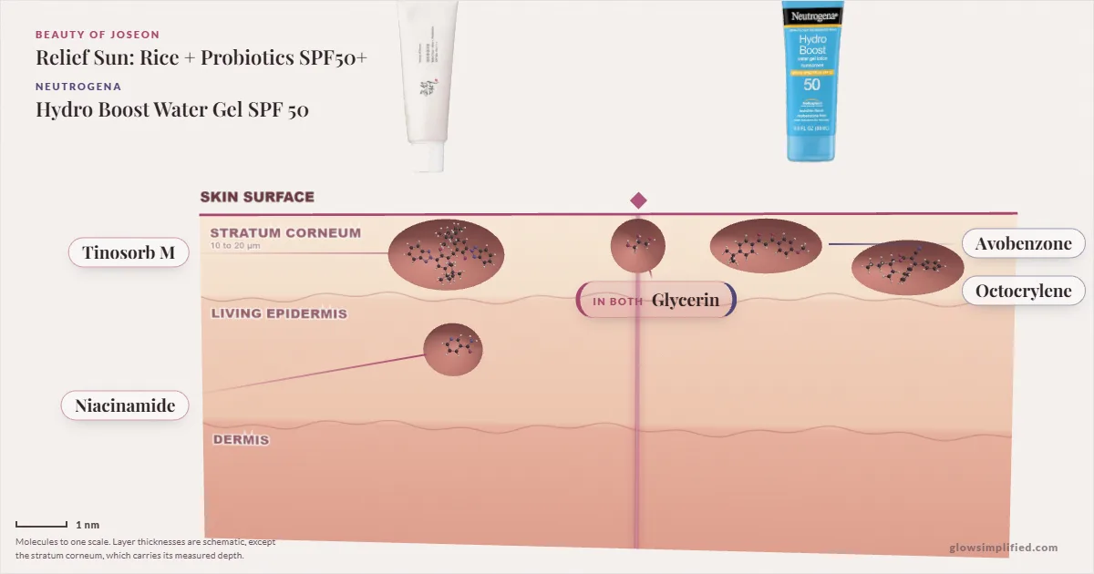 Beauty of Joseon Relief Sun: Rice + Probiotics SPF50+ and Neutrogena Hydro Boost Water Gel SPF 50: their molecules drawn in one cross-section of skin, shared ingredients on the seam