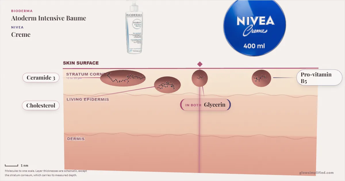 Bioderma Atoderm Intensive Baume and NIVEA Creme: their molecules drawn in one cross-section of skin, shared ingredients on the seam