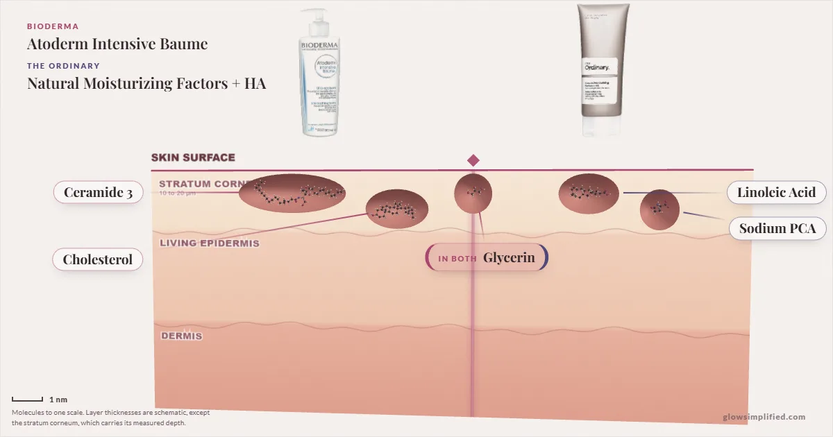 Bioderma Atoderm Intensive Baume and The Ordinary Natural Moisturizing Factors + HA: their molecules drawn in one cross-section of skin, shared ingredients on the seam