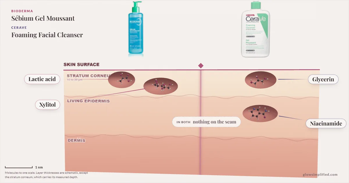 Bioderma Sébium Gel Moussant and CeraVe Foaming Facial Cleanser: their molecules drawn in one cross-section of skin, shared ingredients on the seam