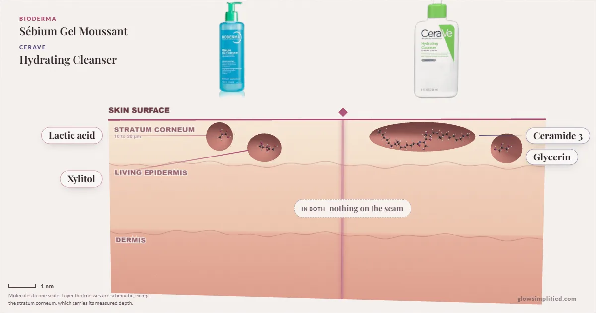 Bioderma Sébium Gel Moussant and CeraVe Hydrating Cleanser: their molecules drawn in one cross-section of skin, shared ingredients on the seam
