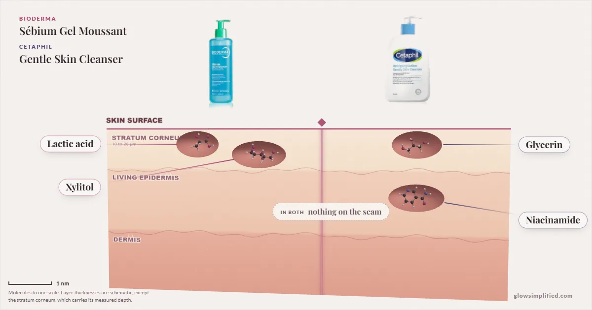 Bioderma Sébium Gel Moussant and Cetaphil Gentle Skin Cleanser: their molecules drawn in one cross-section of skin, shared ingredients on the seam