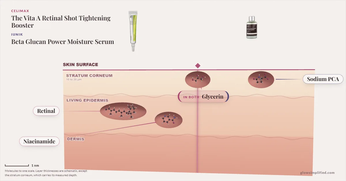 Celimax The Vita A Retinal Shot Tightening Booster and iUNIK Beta Glucan Power Moisture Serum: their molecules drawn in one cross-section of skin, shared ingredients on the seam