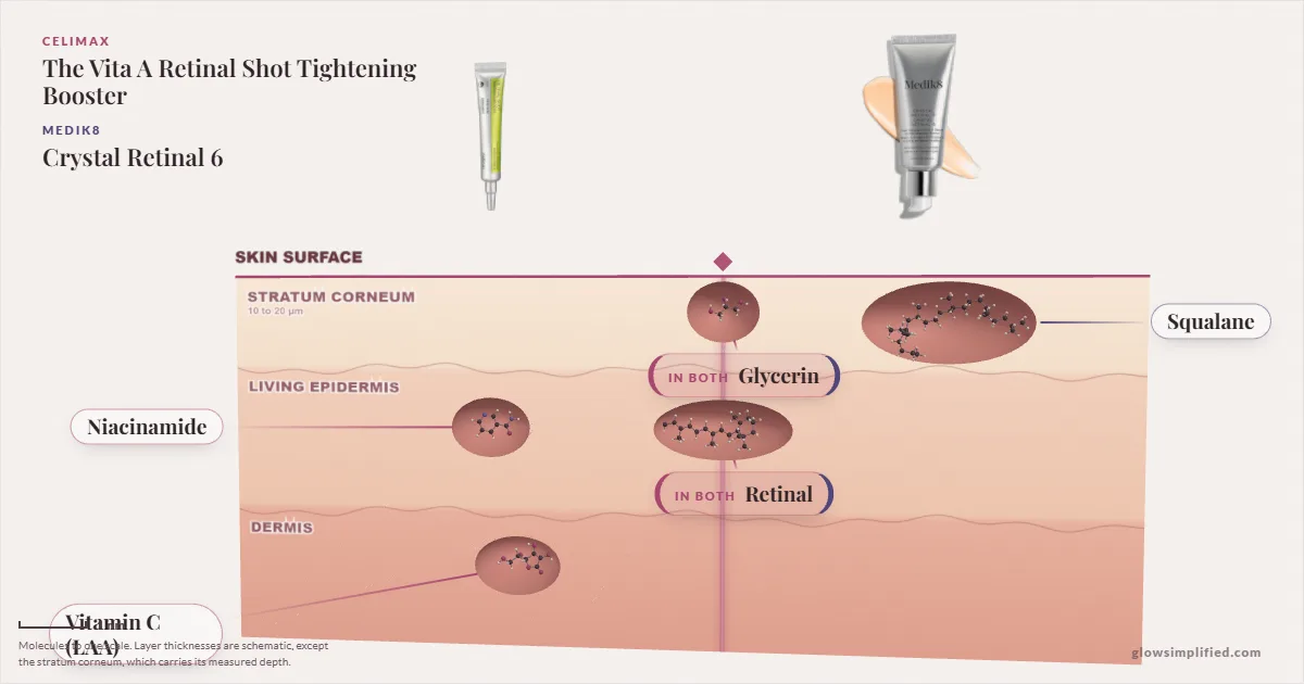 Celimax The Vita A Retinal Shot Tightening Booster and Medik8 Crystal Retinal 6: their molecules drawn in one cross-section of skin, shared ingredients on the seam