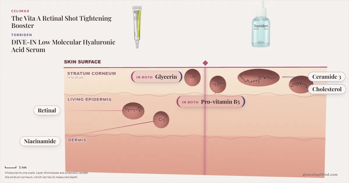 Celimax The Vita A Retinal Shot Tightening Booster and Torriden DIVE-IN Low Molecular Hyaluronic Acid Serum: their molecules drawn in one cross-section of skin, shared ingredients on the seam