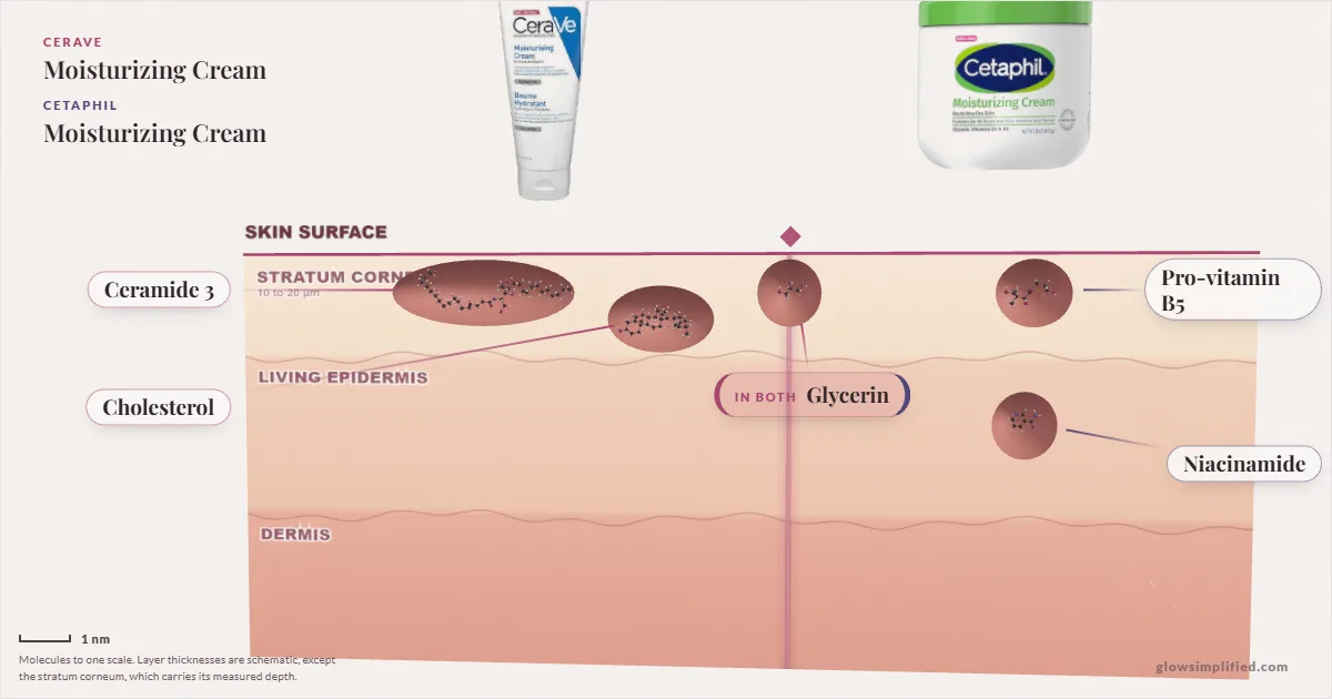 CeraVe Moisturizing Cream and Cetaphil Moisturizing Cream: their molecules drawn in one cross-section of skin, shared ingredients on the seam