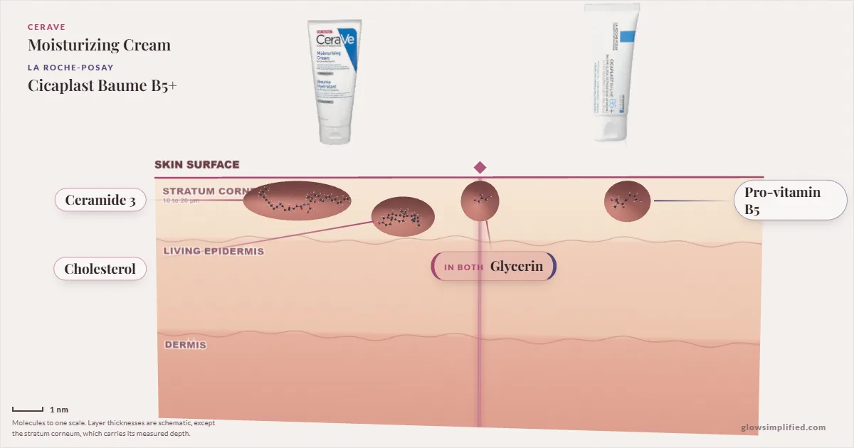 CeraVe Moisturizing Cream and La Roche-Posay Cicaplast Baume B5+: their molecules drawn in one cross-section of skin, shared ingredients on the seam