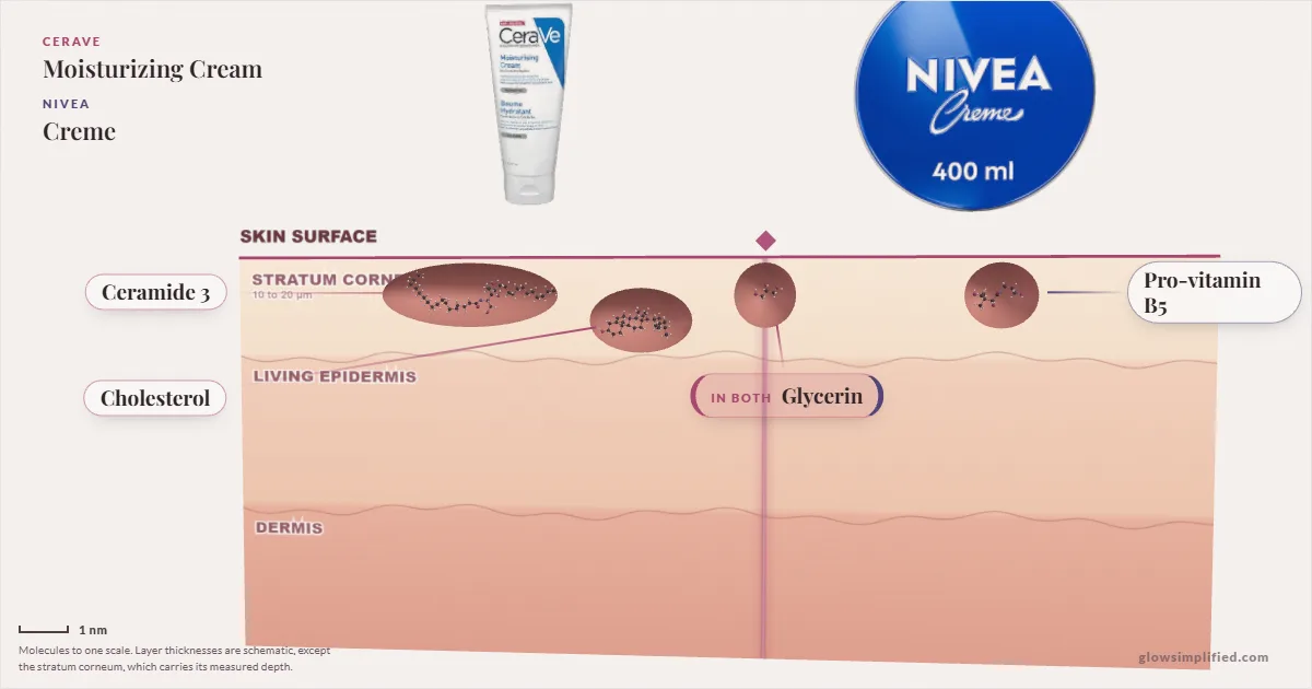 CeraVe Moisturizing Cream and NIVEA Creme: their molecules drawn in one cross-section of skin, shared ingredients on the seam