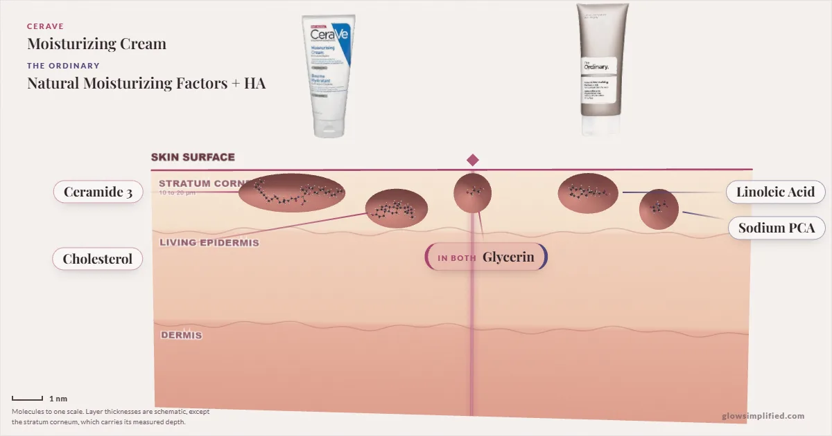 CeraVe Moisturizing Cream and The Ordinary Natural Moisturizing Factors + HA: their molecules drawn in one cross-section of skin, shared ingredients on the seam