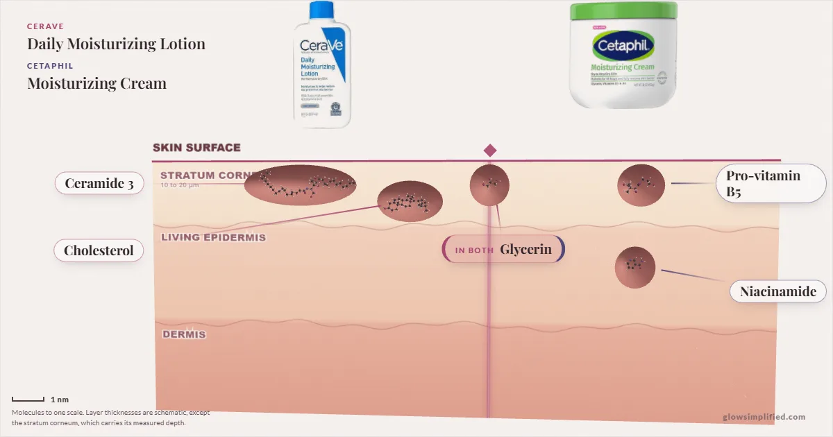 CeraVe Daily Moisturizing Lotion and Cetaphil Moisturizing Cream: their molecules drawn in one cross-section of skin, shared ingredients on the seam