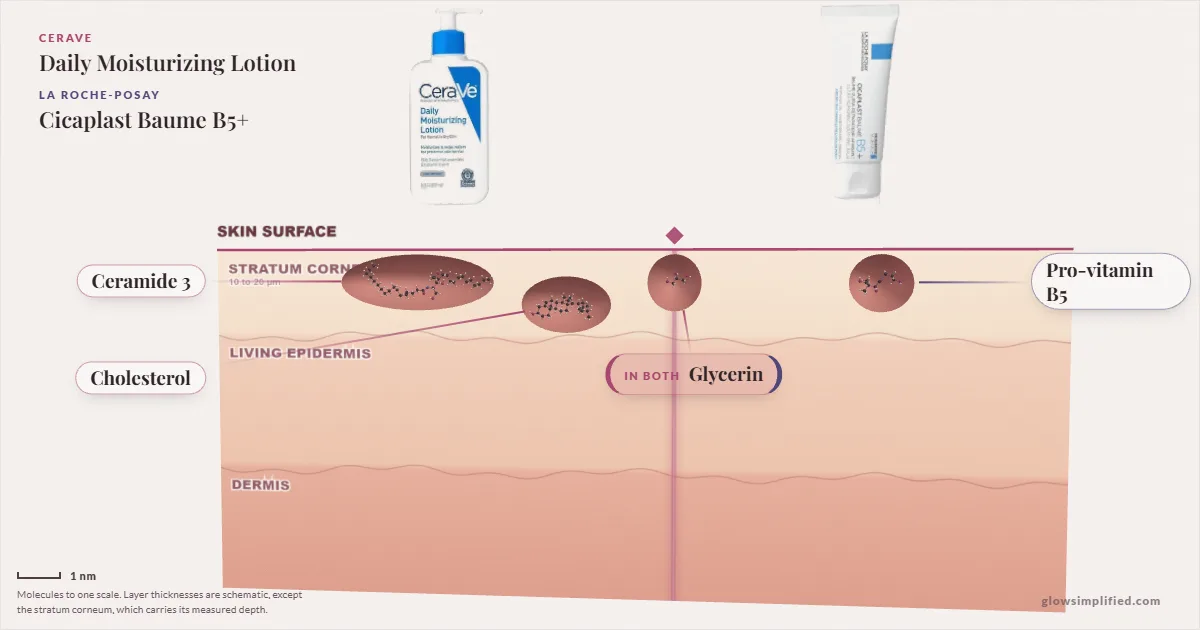 CeraVe Daily Moisturizing Lotion and La Roche-Posay Cicaplast Baume B5+: their molecules drawn in one cross-section of skin, shared ingredients on the seam