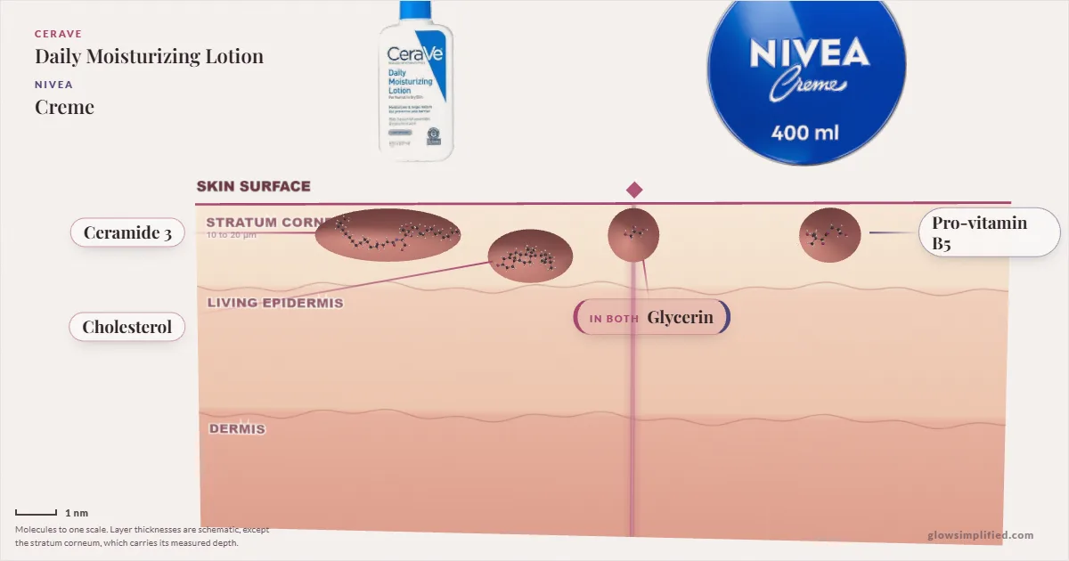 CeraVe Daily Moisturizing Lotion and NIVEA Creme: their molecules drawn in one cross-section of skin, shared ingredients on the seam