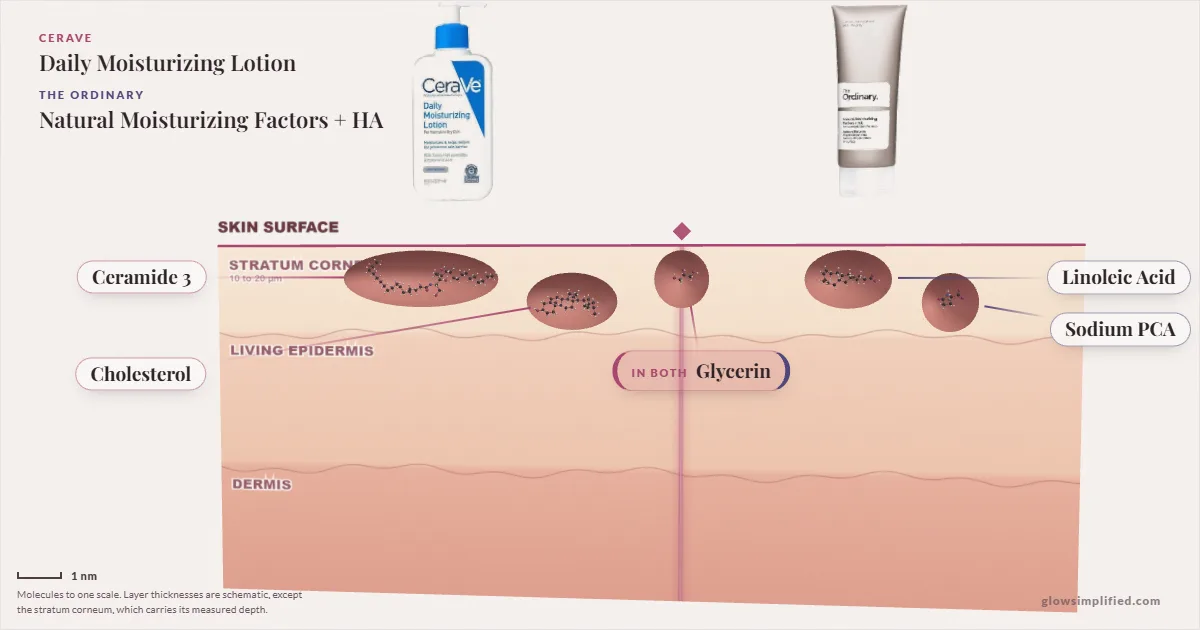 CeraVe Daily Moisturizing Lotion and The Ordinary Natural Moisturizing Factors + HA: their molecules drawn in one cross-section of skin, shared ingredients on the seam