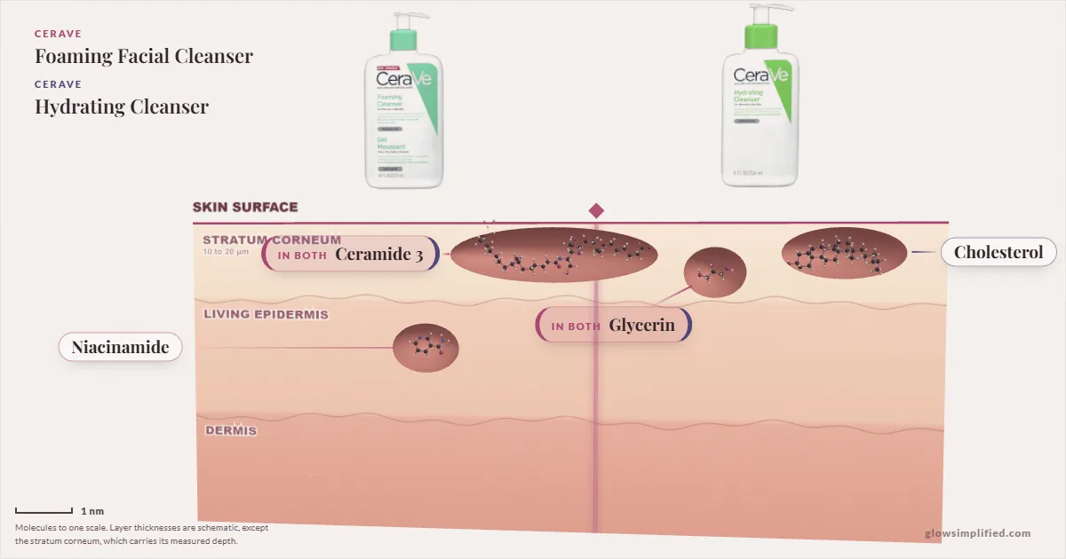 CeraVe Foaming Facial Cleanser and CeraVe Hydrating Cleanser: their molecules drawn in one cross-section of skin, shared ingredients on the seam
