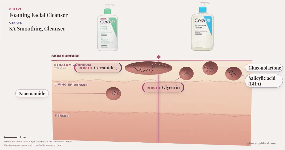 CeraVe Foaming Facial Cleanser and CeraVe SA Smoothing Cleanser: their molecules drawn in one cross-section of skin, shared ingredients on the seam