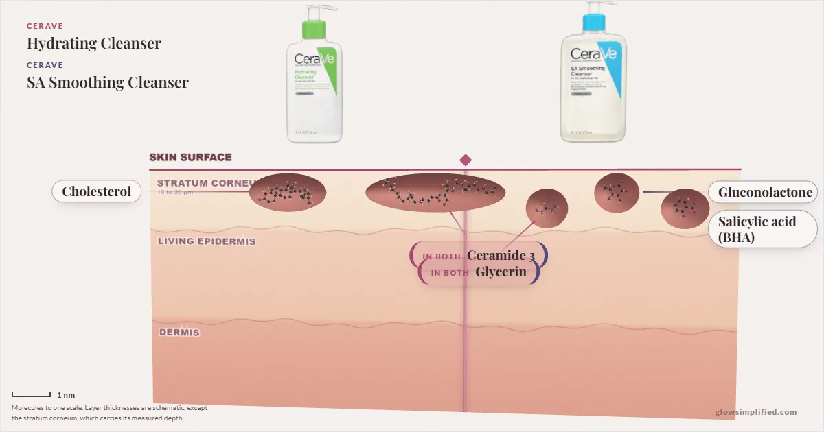 CeraVe Hydrating Cleanser and CeraVe SA Smoothing Cleanser: their molecules drawn in one cross-section of skin, shared ingredients on the seam