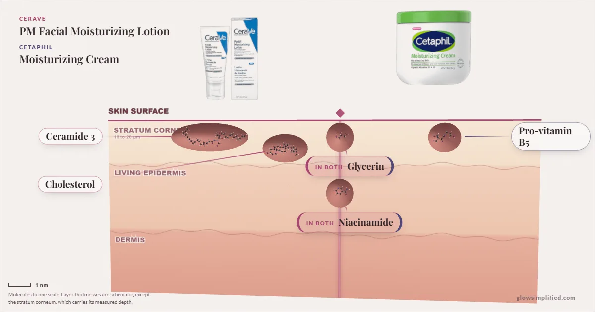 CeraVe PM Facial Moisturizing Lotion and Cetaphil Moisturizing Cream: their molecules drawn in one cross-section of skin, shared ingredients on the seam