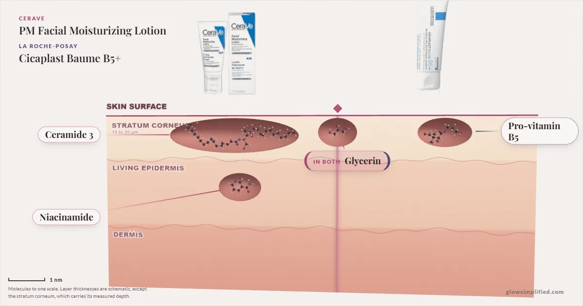 CeraVe PM Facial Moisturizing Lotion and La Roche-Posay Cicaplast Baume B5+: their molecules drawn in one cross-section of skin, shared ingredients on the seam