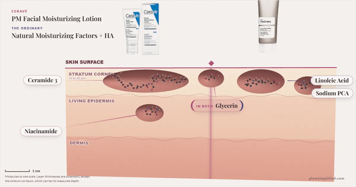 CeraVe PM Facial Moisturizing Lotion and The Ordinary Natural Moisturizing Factors + HA: their molecules drawn in one cross-section of skin, shared ingredients on the seam