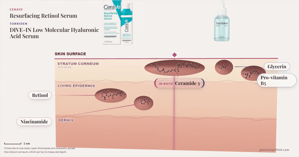 CeraVe Resurfacing Retinol Serum and Torriden DIVE-IN Low Molecular Hyaluronic Acid Serum: their molecules drawn in one cross-section of skin, shared ingredients on the seam