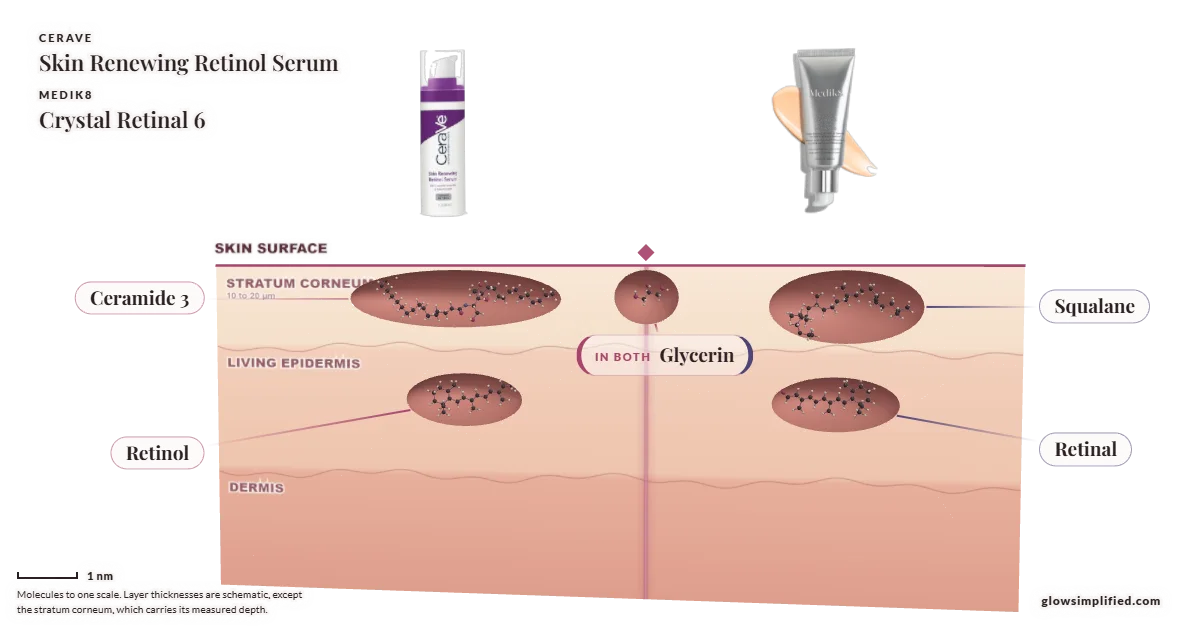 CeraVe Skin Renewing Retinol Serum and Medik8 Crystal Retinal 6: their molecules drawn in one cross-section of skin, shared ingredients on the seam
