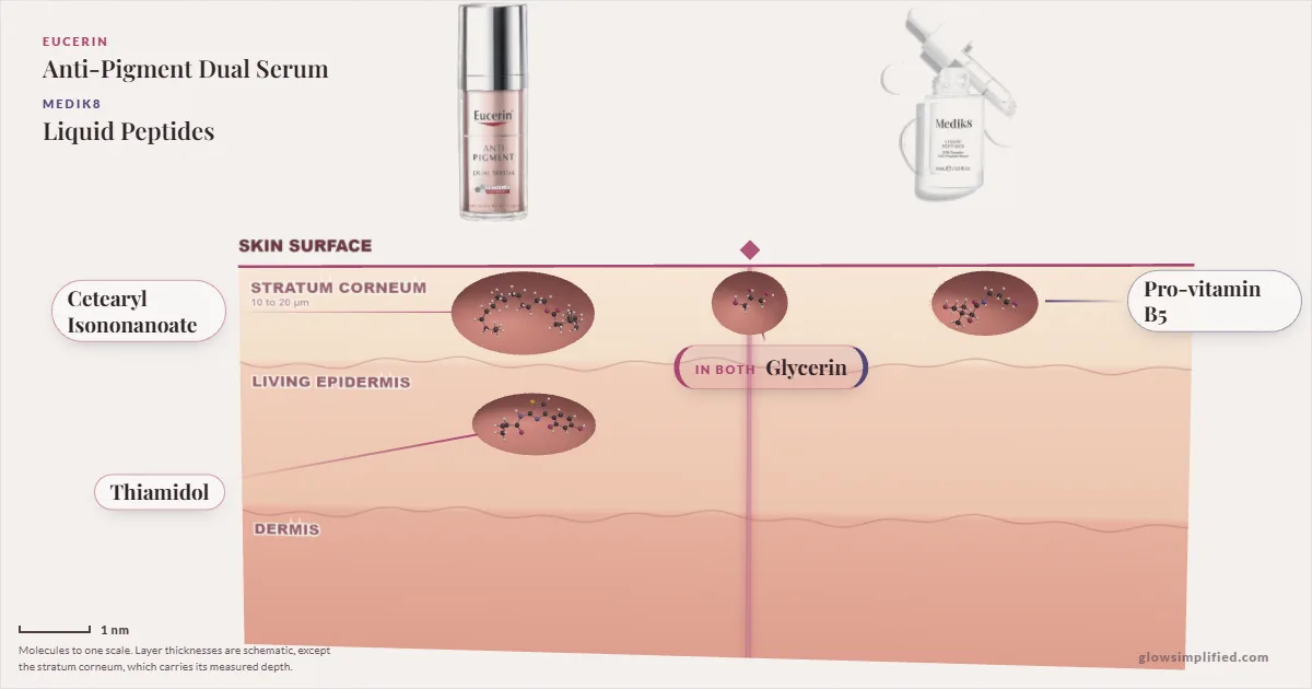 Eucerin Anti-Pigment Dual Serum and Medik8 Liquid Peptides: their molecules drawn in one cross-section of skin, shared ingredients on the seam