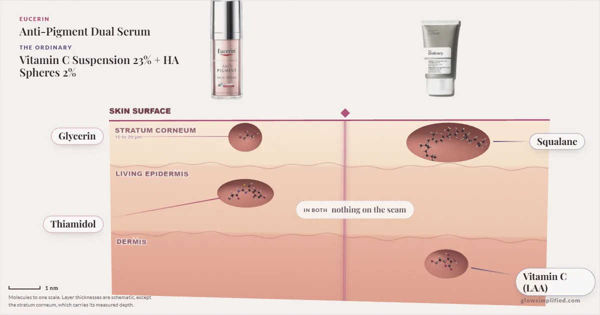 Eucerin Anti-Pigment Dual Serum and The Ordinary Vitamin C Suspension 23% + HA Spheres 2%: their molecules drawn in one cross-section of skin, shared ingredients on the seam