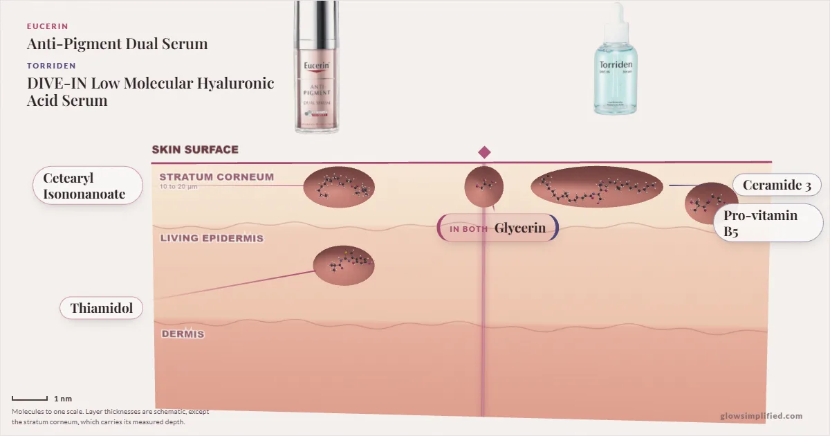 Eucerin Anti-Pigment Dual Serum and Torriden DIVE-IN Low Molecular Hyaluronic Acid Serum: their molecules drawn in one cross-section of skin, shared ingredients on the seam