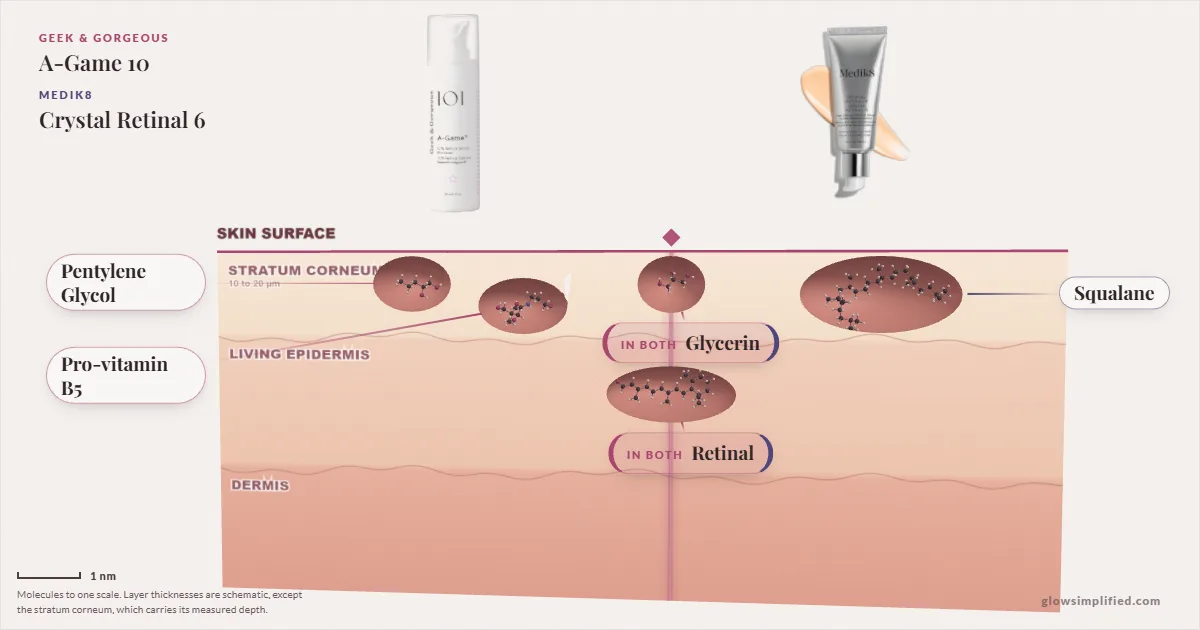 Geek & Gorgeous A-Game 10 and Medik8 Crystal Retinal 6: their molecules drawn in one cross-section of skin, shared ingredients on the seam