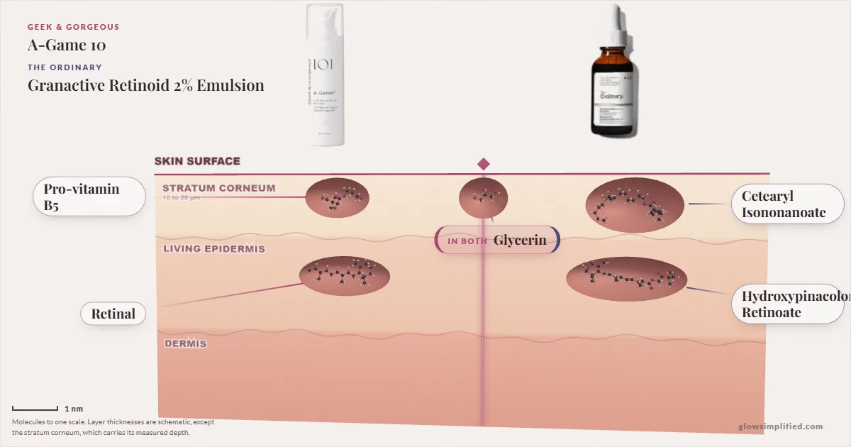 Geek & Gorgeous A-Game 10 and The Ordinary Granactive Retinoid 2% Emulsion: their molecules drawn in one cross-section of skin, shared ingredients on the seam