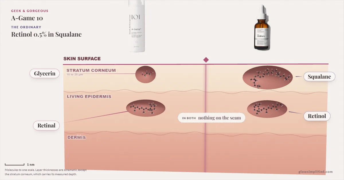 Geek & Gorgeous A-Game 10 and The Ordinary Retinol 0.5% in Squalane: their molecules drawn in one cross-section of skin, shared ingredients on the seam
