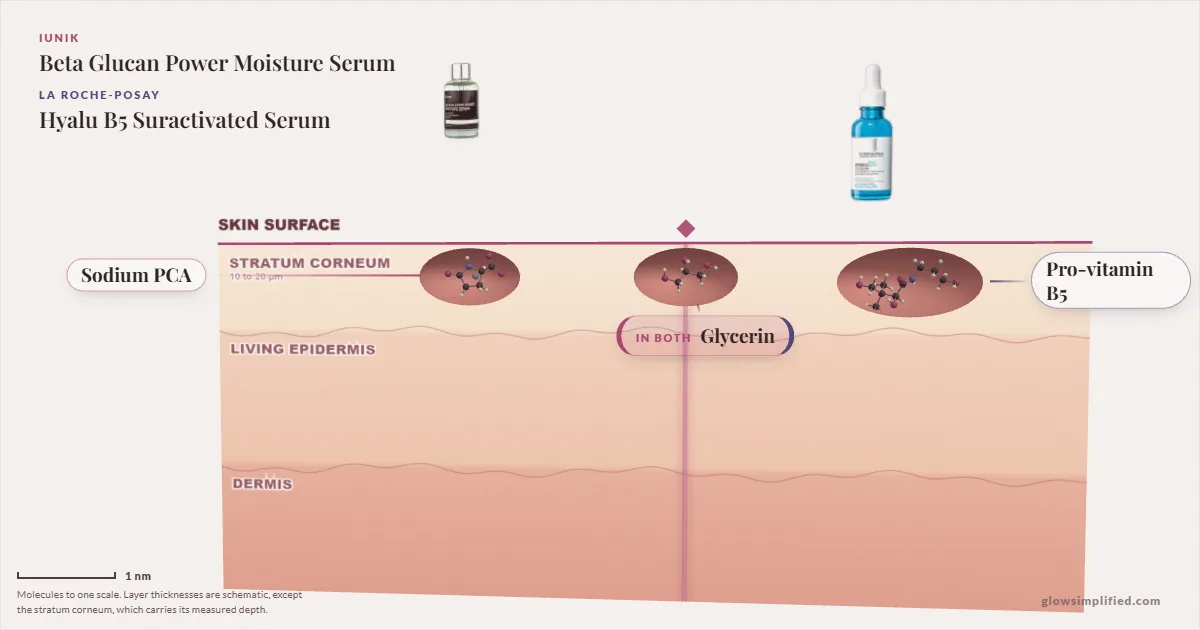 iUNIK Beta Glucan Power Moisture Serum and La Roche-Posay Hyalu B5 Suractivated Serum: their molecules drawn in one cross-section of skin, shared ingredients on the seam